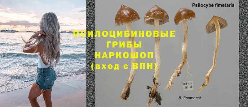 Галлюциногенные грибы MAGIC MUSHROOMS  Йошкар-Ола 